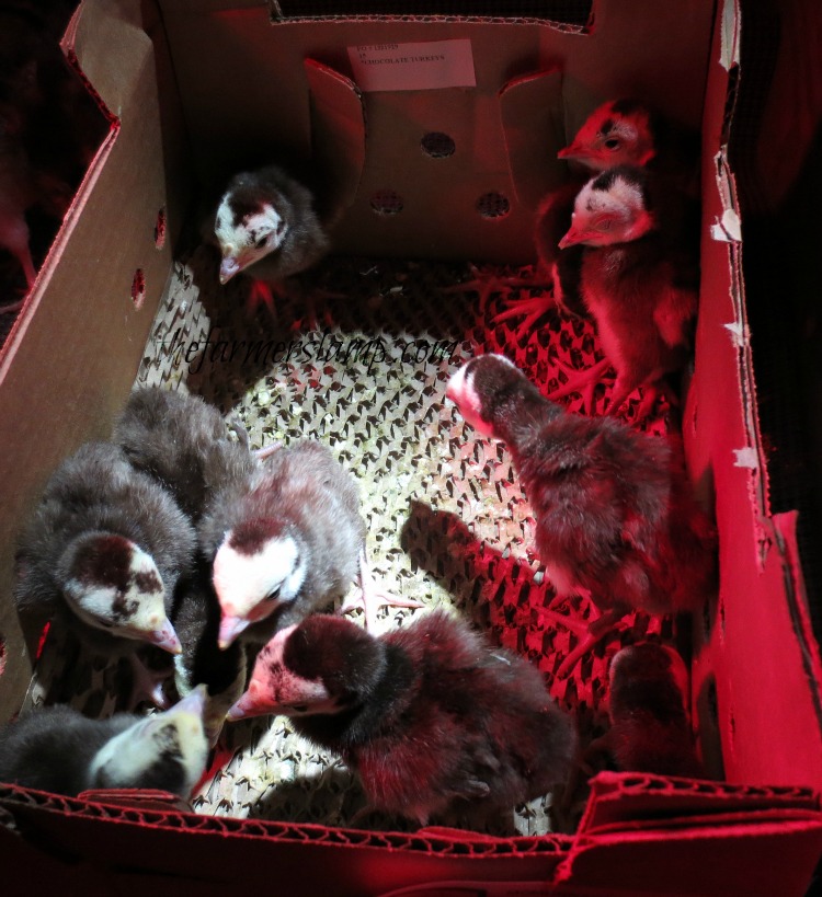 Raising Heritage Breed Chocolate Turkeys Backyard Poultry